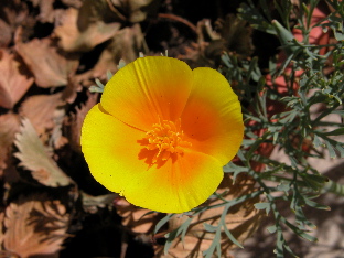 Coastal California Poppy (© Travis Longcore 2003)